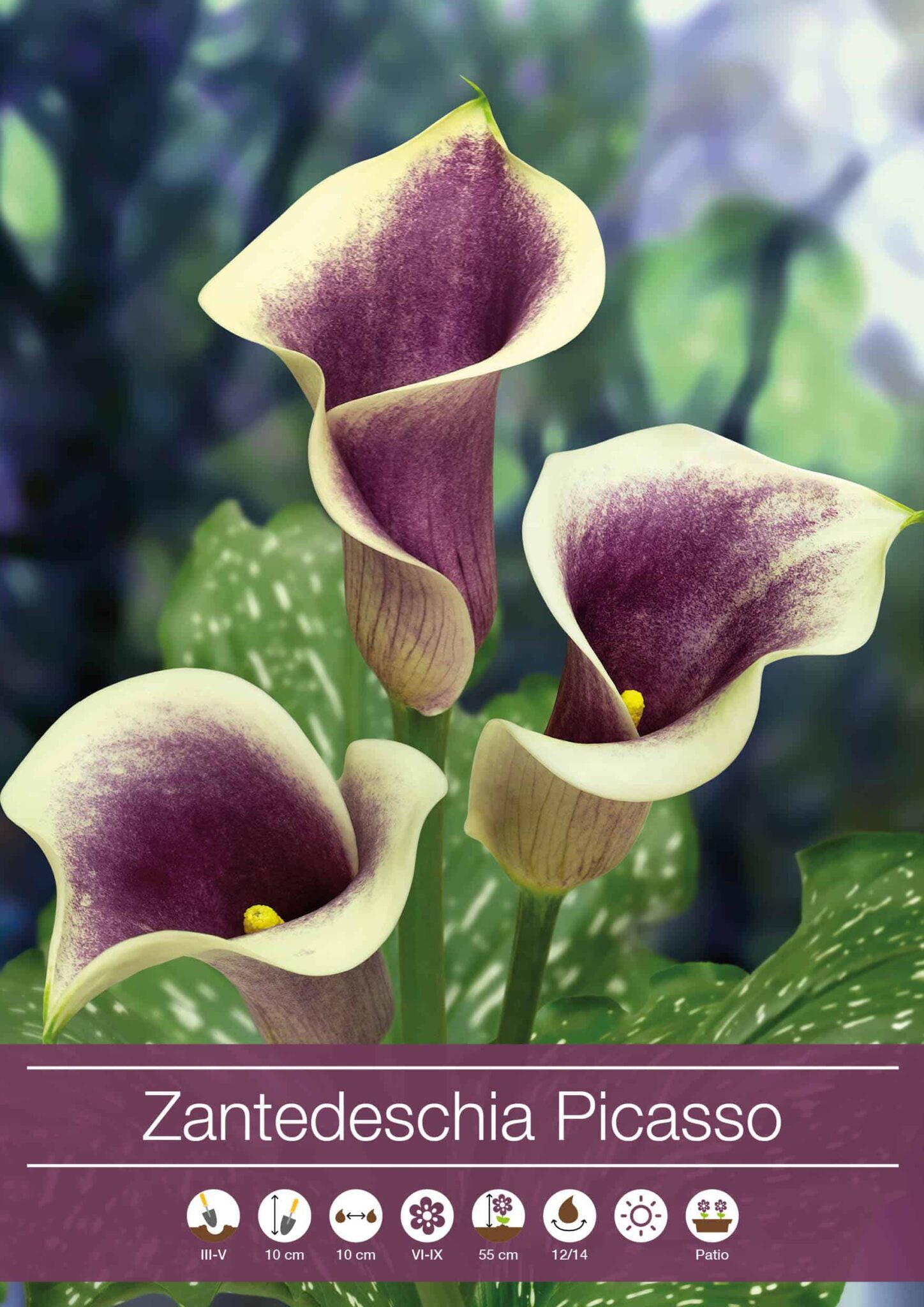 Zantedeschia Picasso