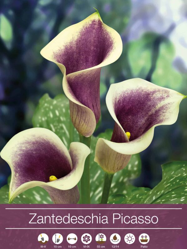 Zantedeschia Picasso