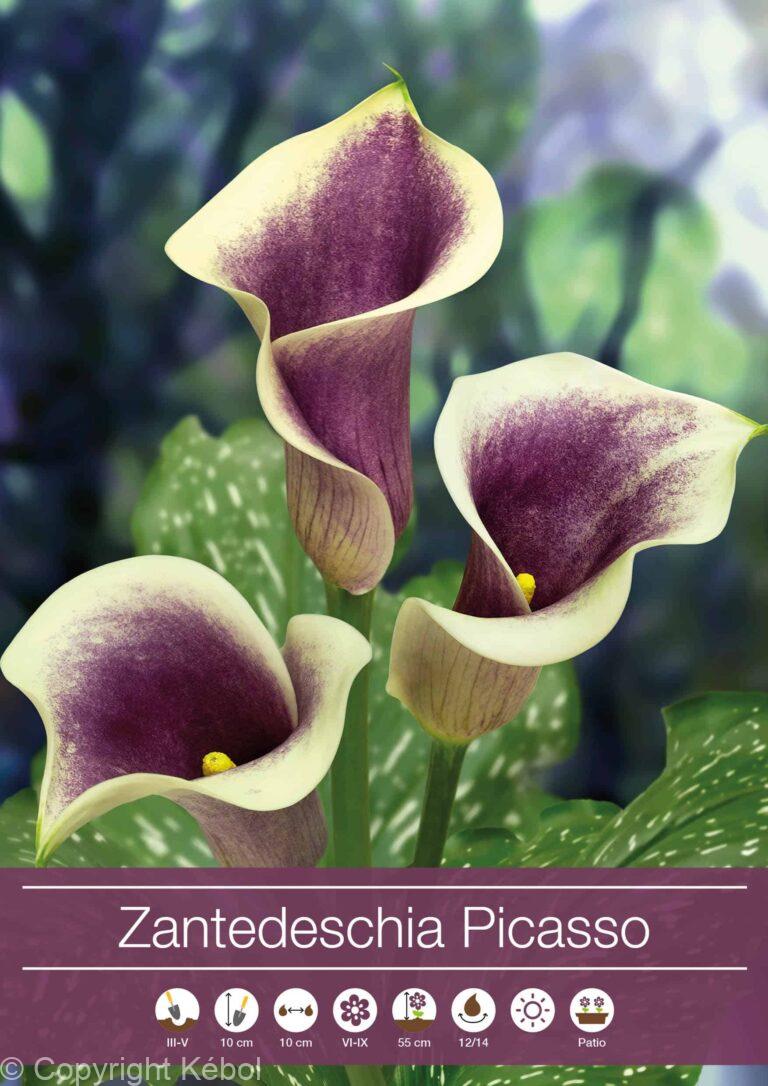 Zantedeschia Picasso
