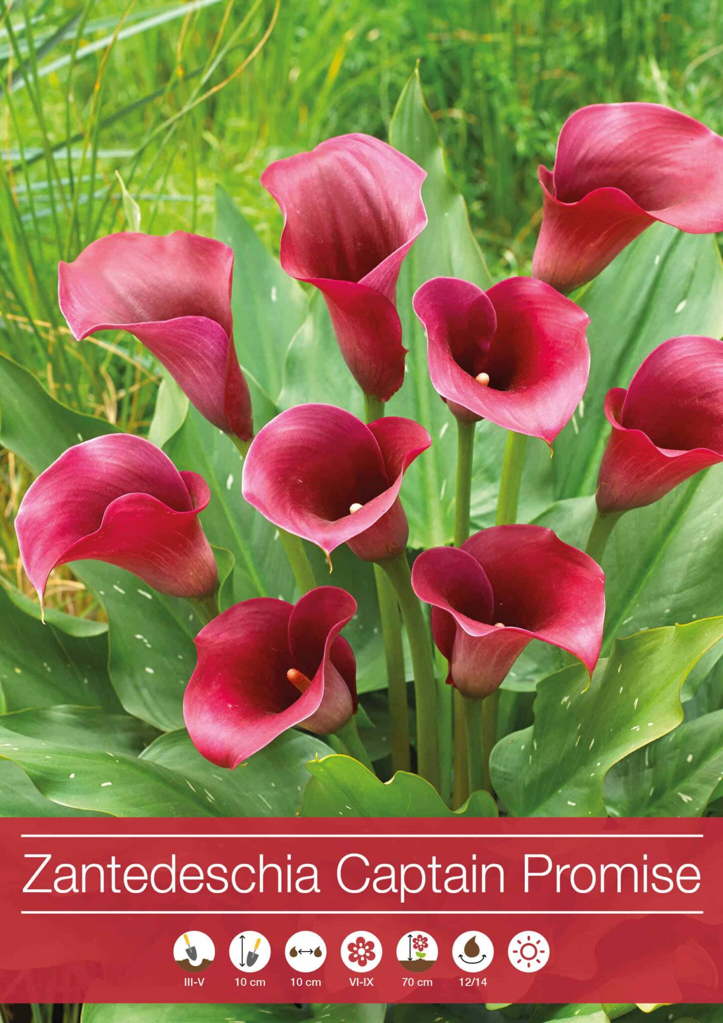 Zantedeschia Captain Promise
