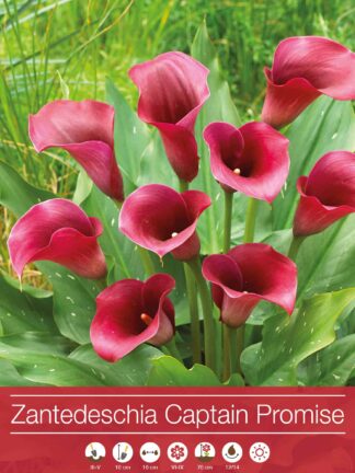Zantedeschia Captain Promise