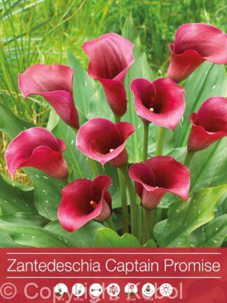 Zantedeschia Captain Promise