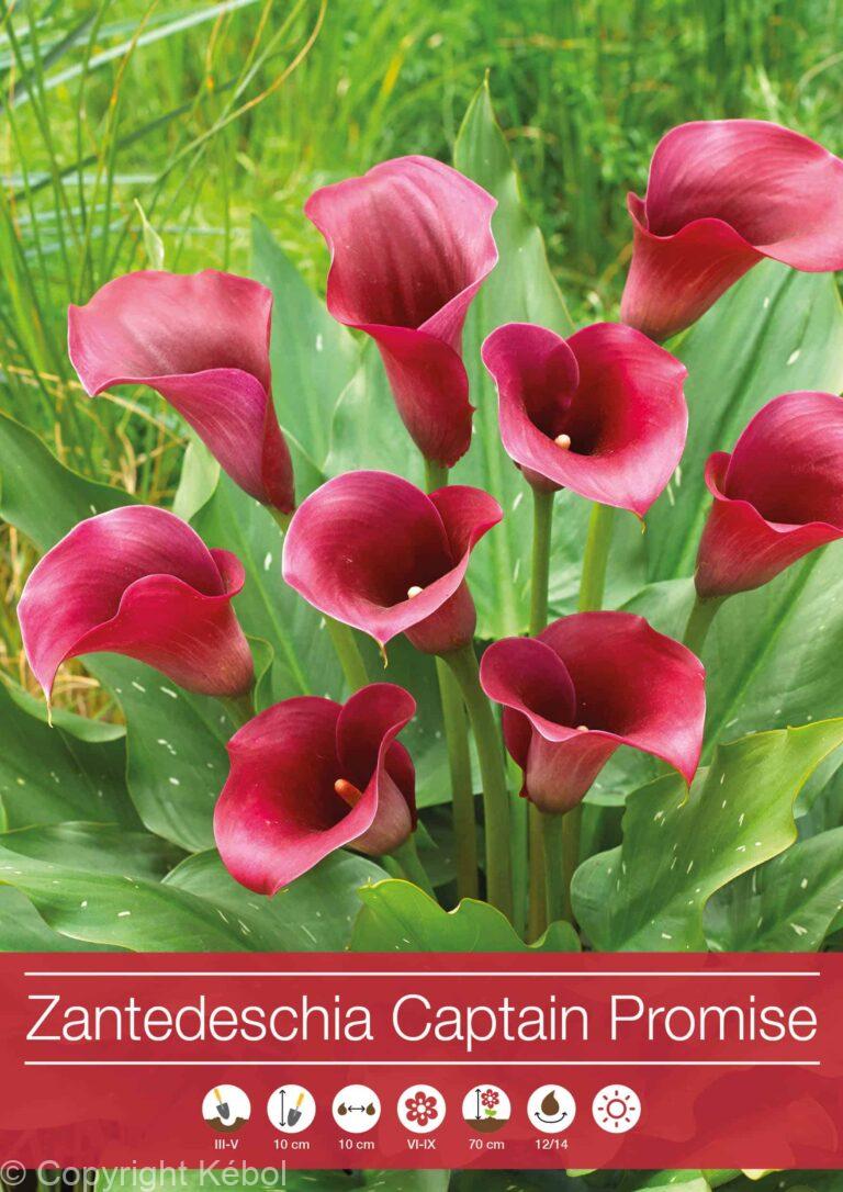 Zantedeschia Captain Promise