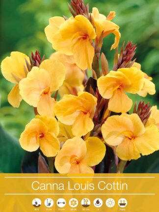 Canna Louis Cottin