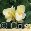 Canna Ambassadour