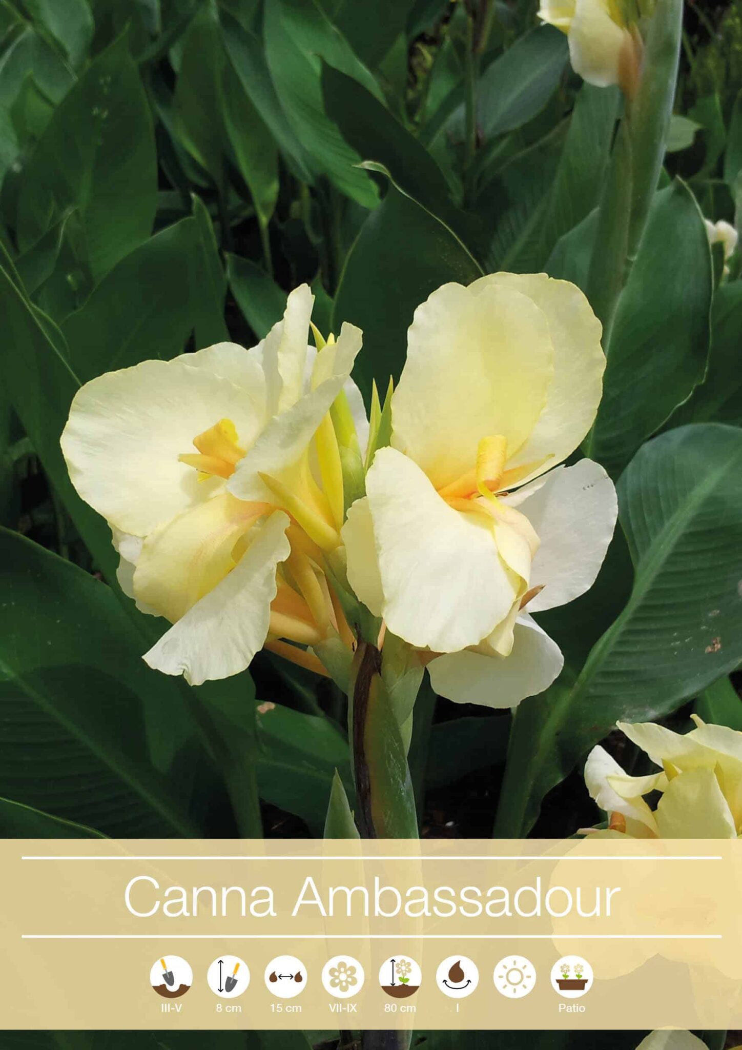 Canna Ambassadour