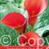 Zantedeschia Red Alert