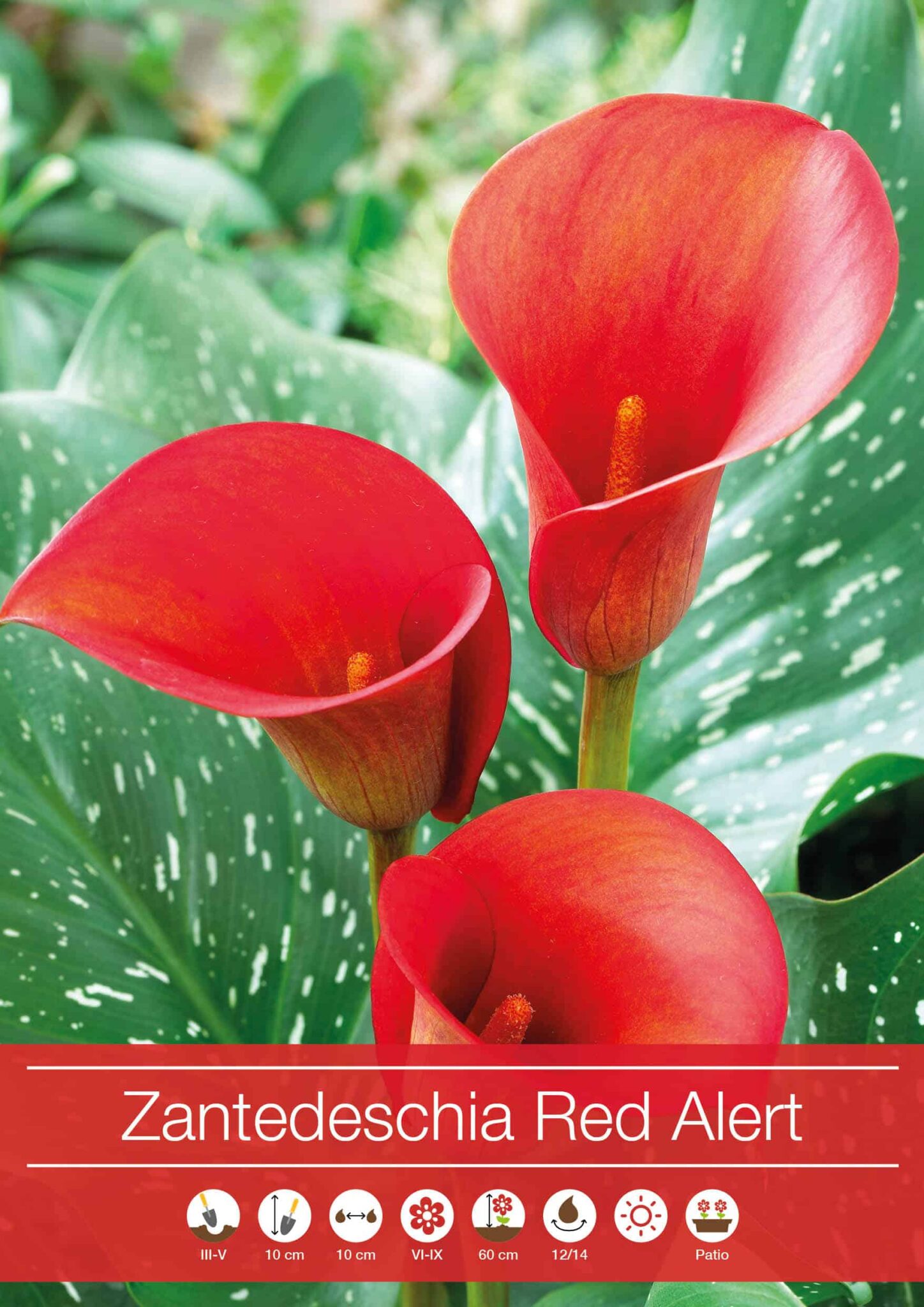 Zantedeschia Red Alert