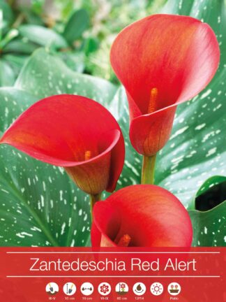 Zantedeschia Red Alert