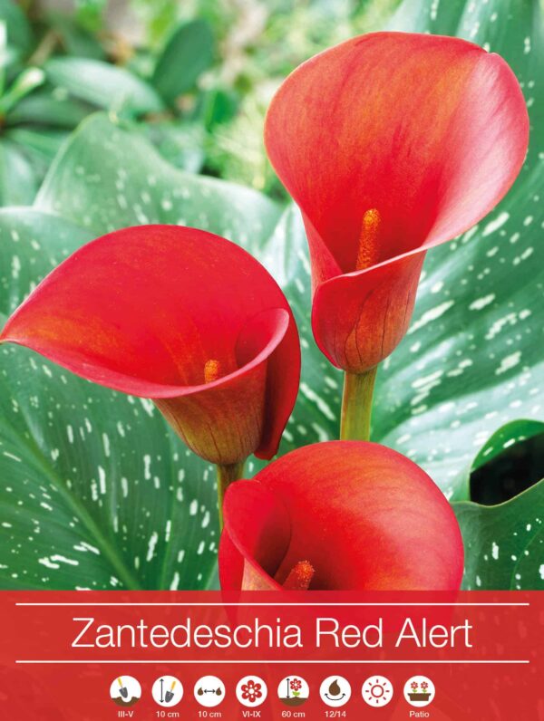 Zantedeschia Red Alert