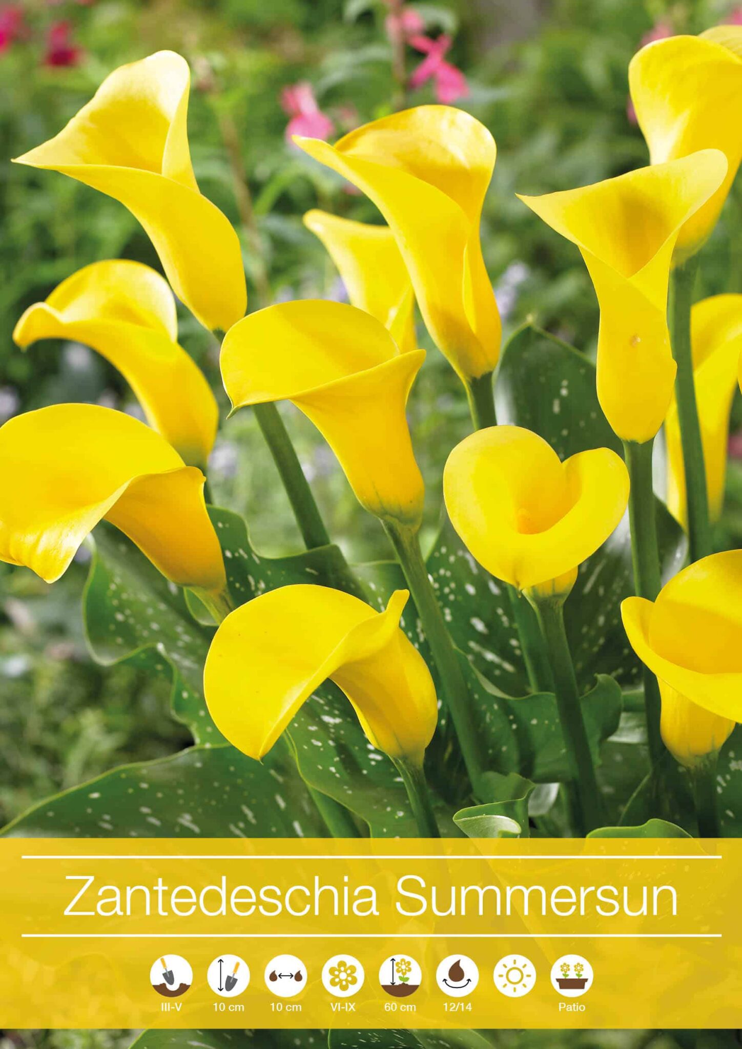 Zantedeschia Summersun