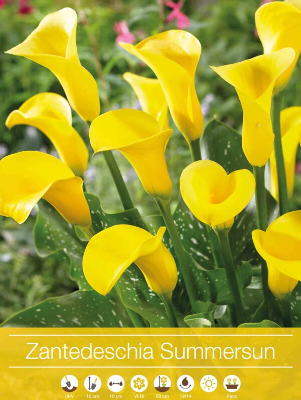 Zantedeschia Summersun