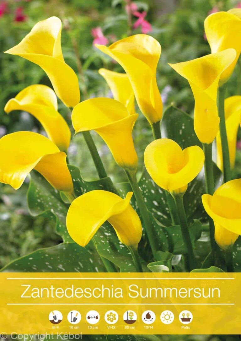 Zantedeschia Summersun