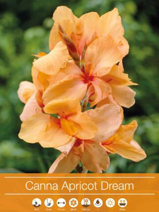 Canna Apricot Dream