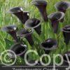 Zantedeschia Cantor