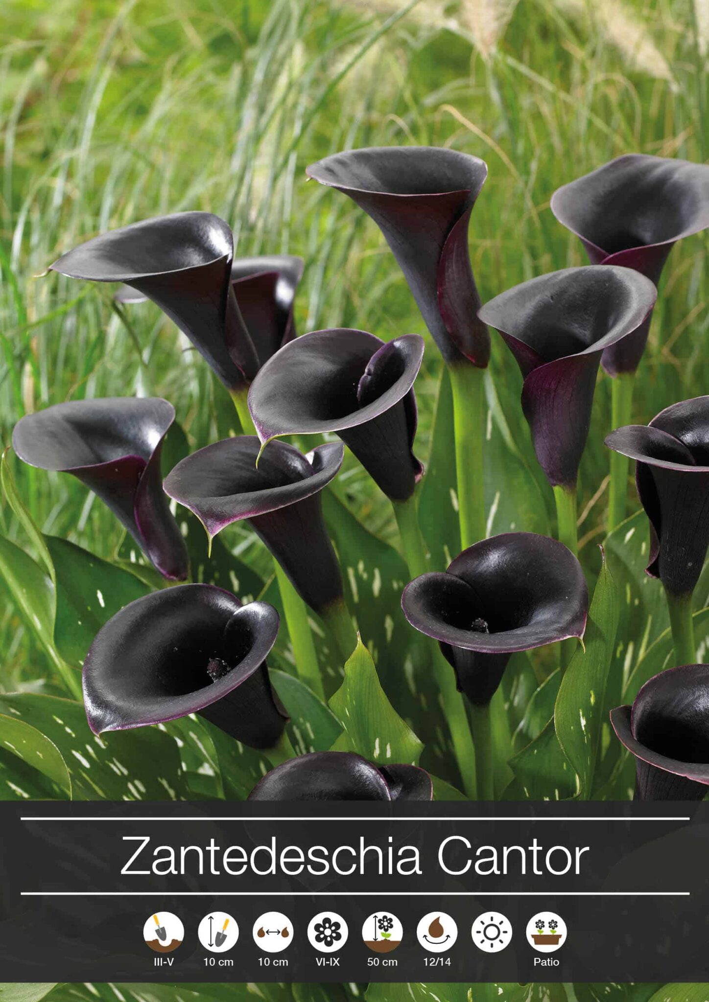 Zantedeschia Cantor