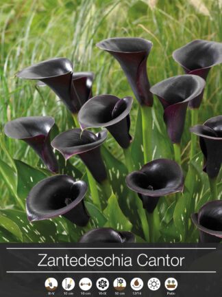 Zantedeschia Cantor