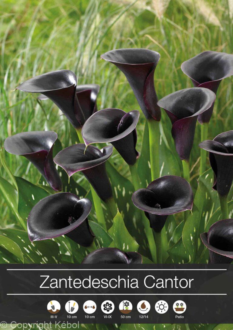 Zantedeschia Cantor
