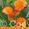 Zantedeschia Orange County