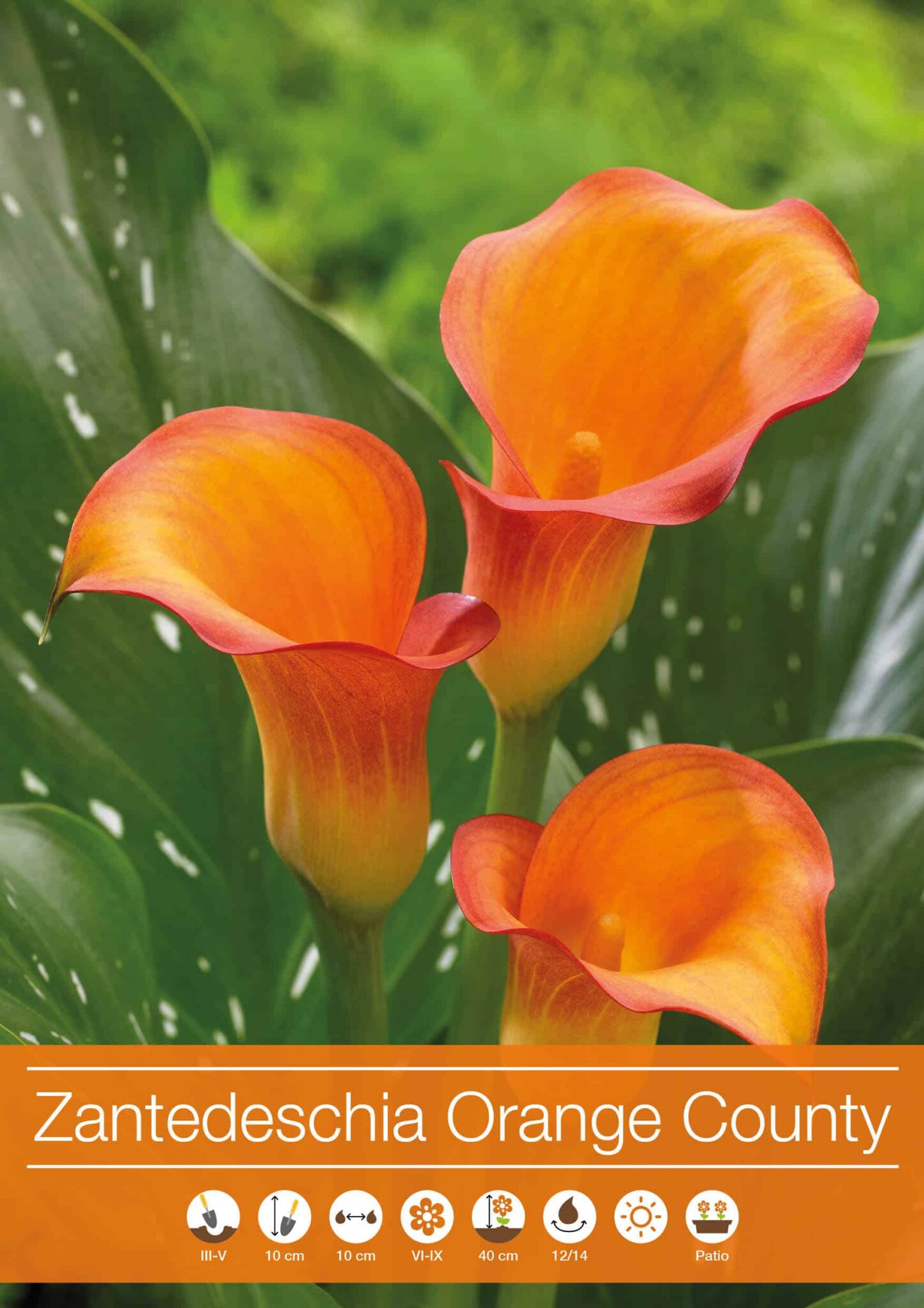 Zantedeschia Orange County