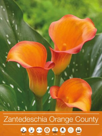 Zantedeschia Orange County
