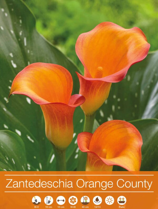 Zantedeschia Orange County