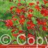 Crocosmia Emberglow