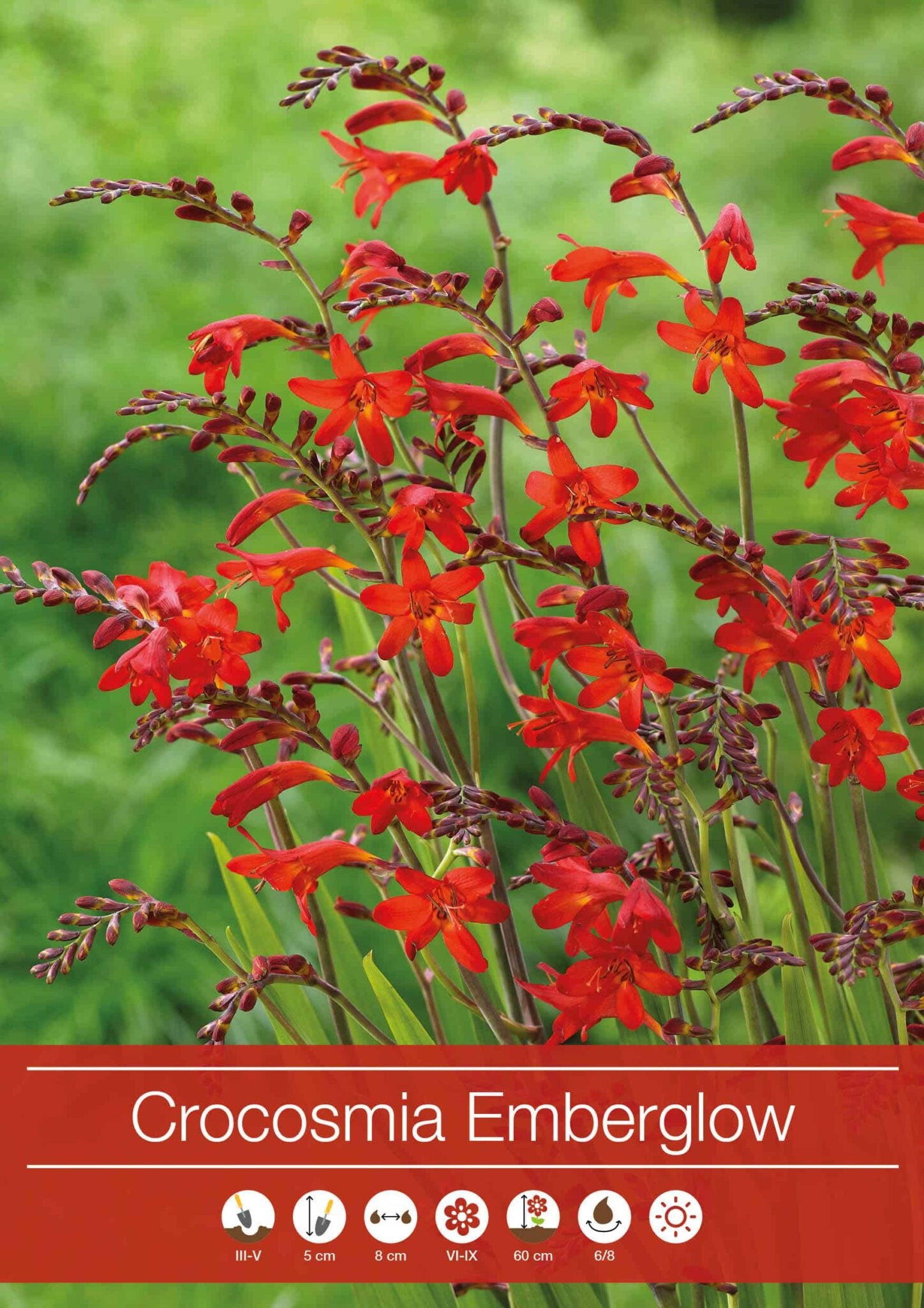 Crocosmia Emberglow