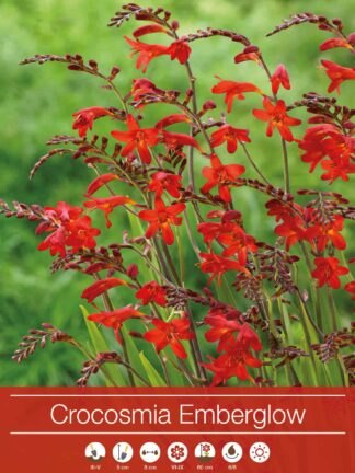 Crocosmia Emberglow