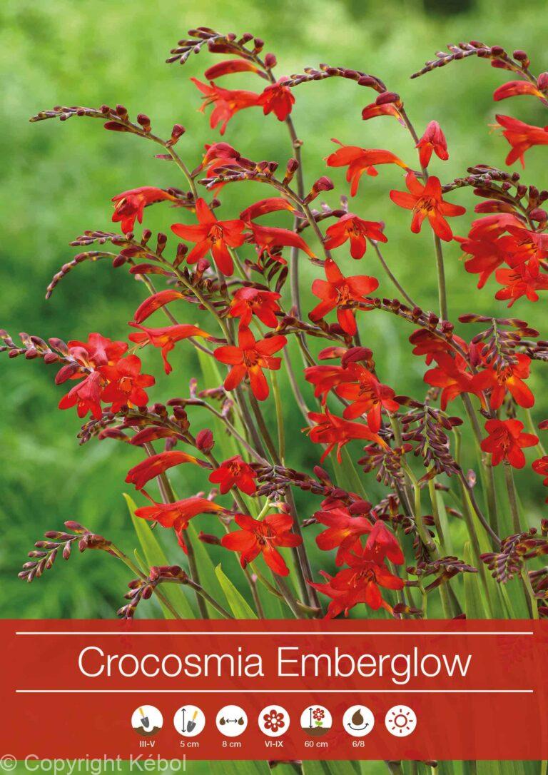 Crocosmia Emberglow