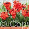 Canna Happy Carmen