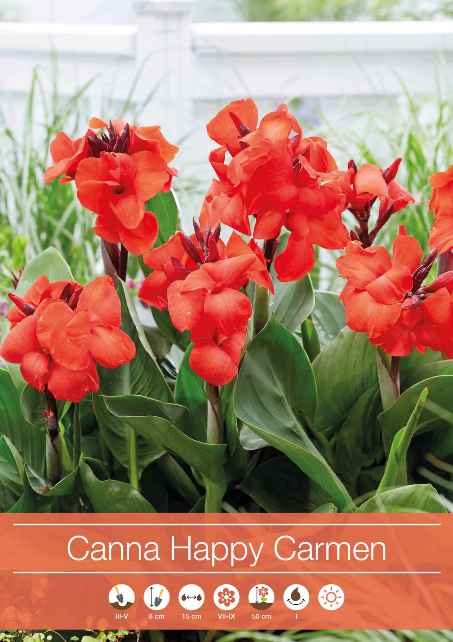 Canna Happy Carmen