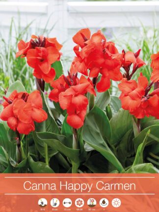 Canna Happy Carmen
