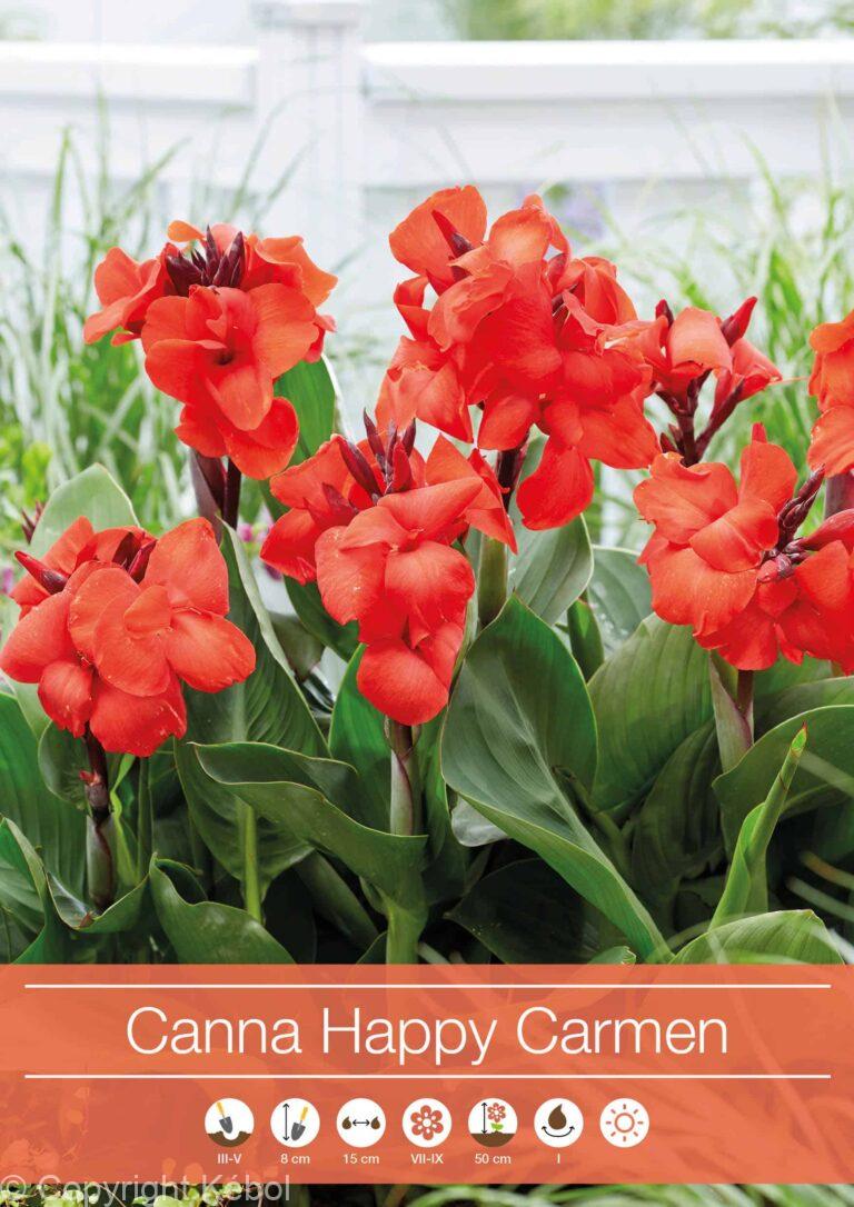 Canna Happy Carmen