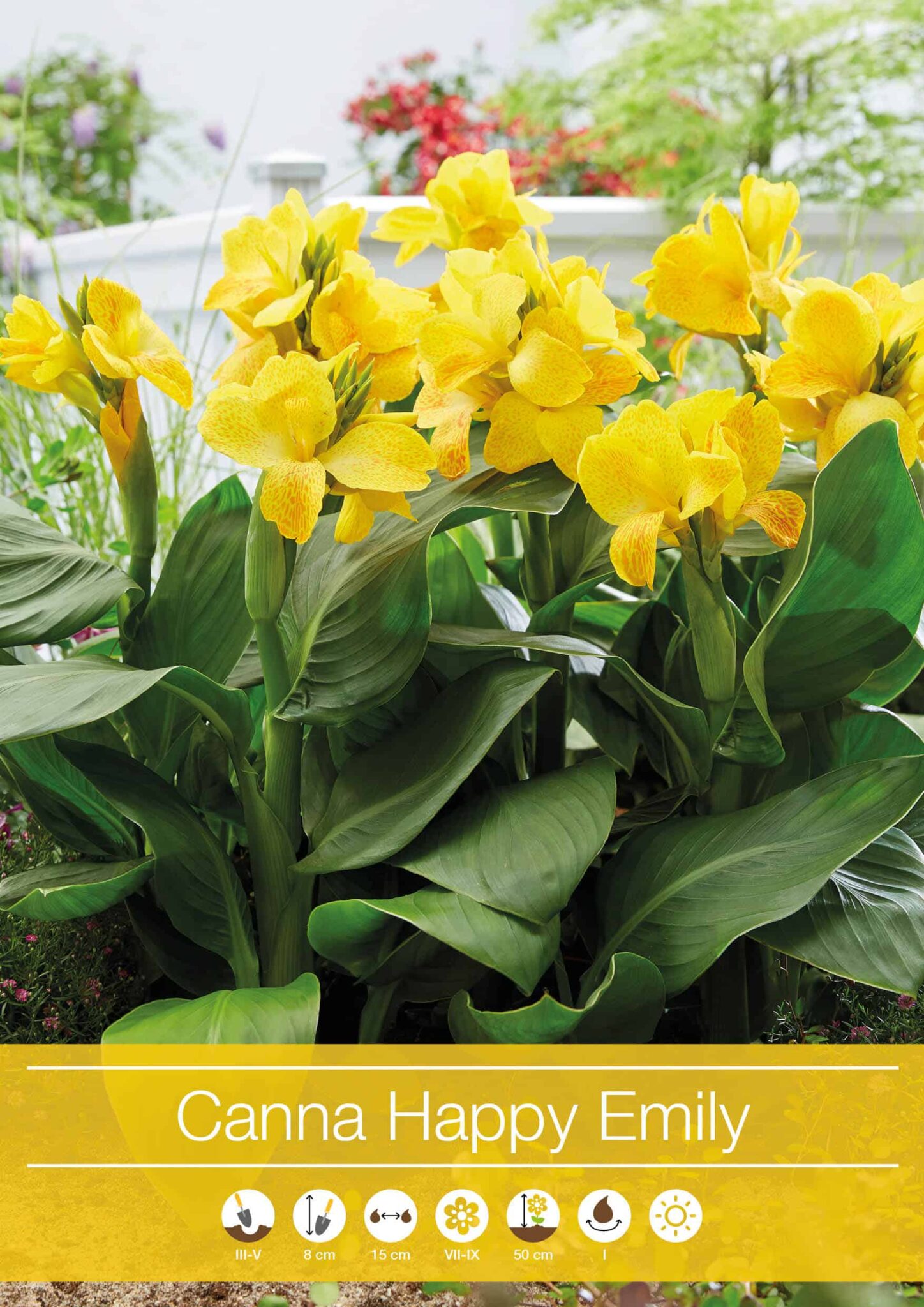 Canna Happy Emily