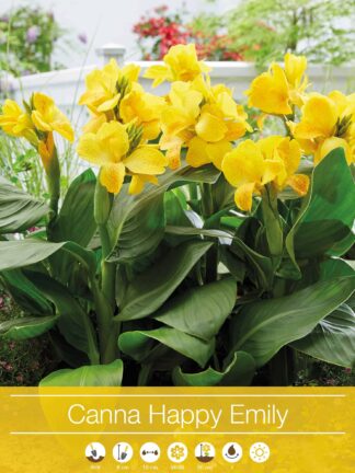 Canna Happy Emily