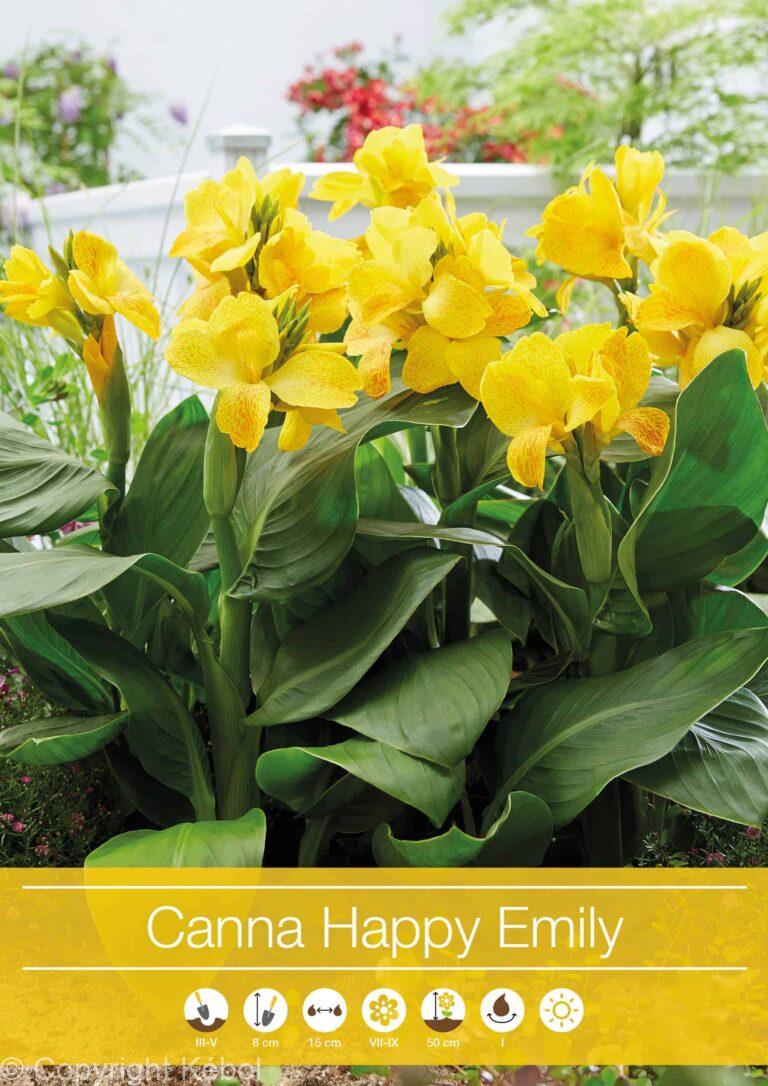 Canna Happy Emily