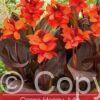 Canna Happy Julia