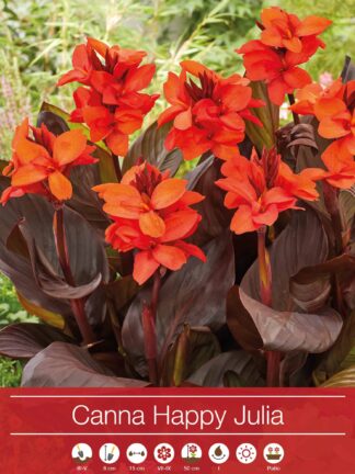 Canna Happy Julia