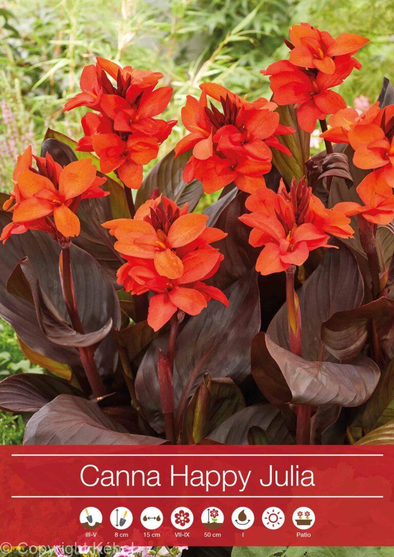 Canna Happy Julia