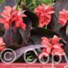 Canna Happy Wilma