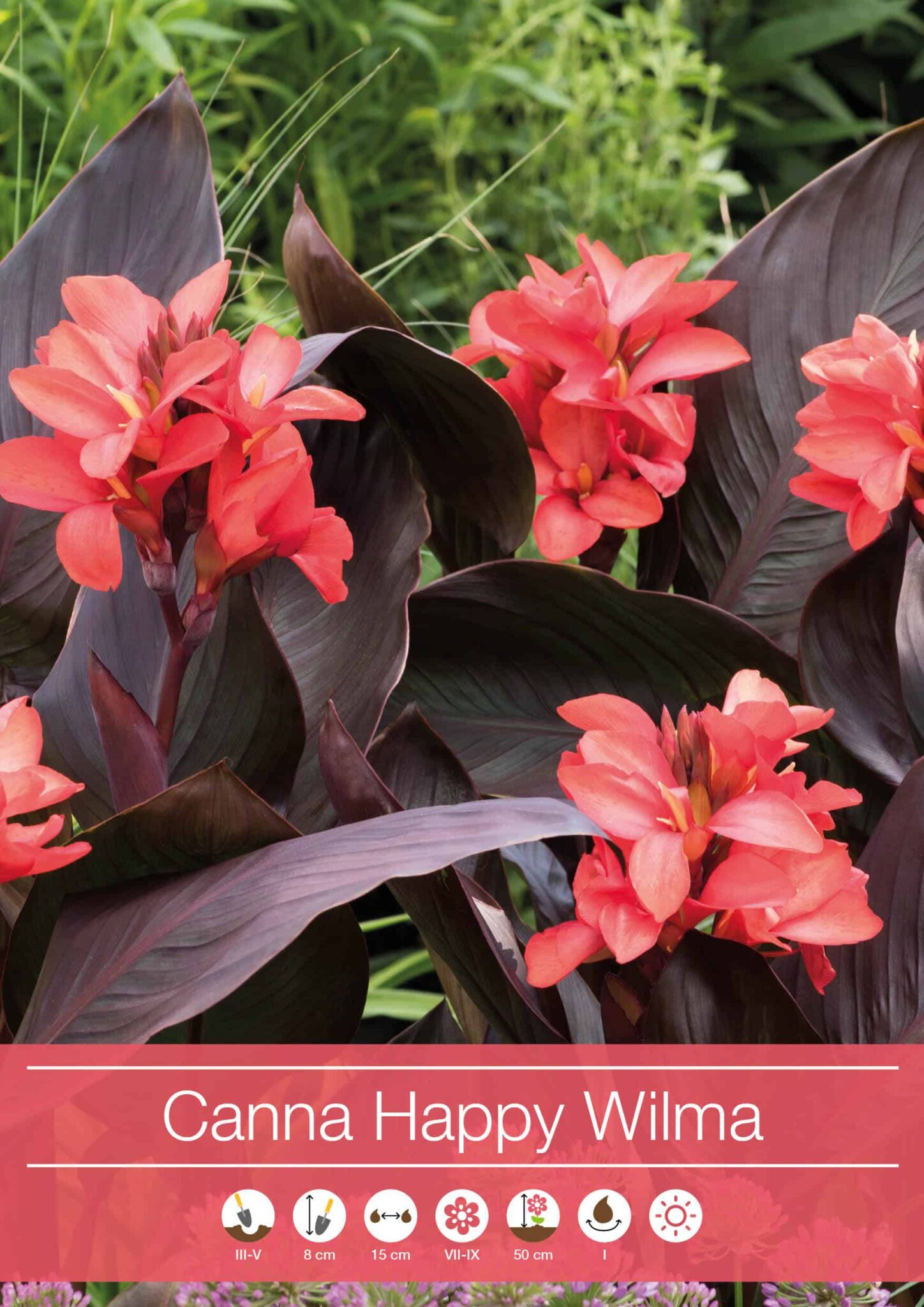 Canna Happy Wilma
