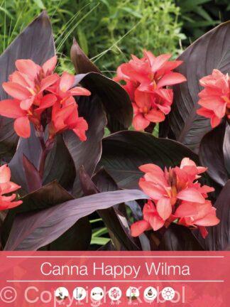 Canna Happy Wilma