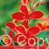 Canna Lucifer