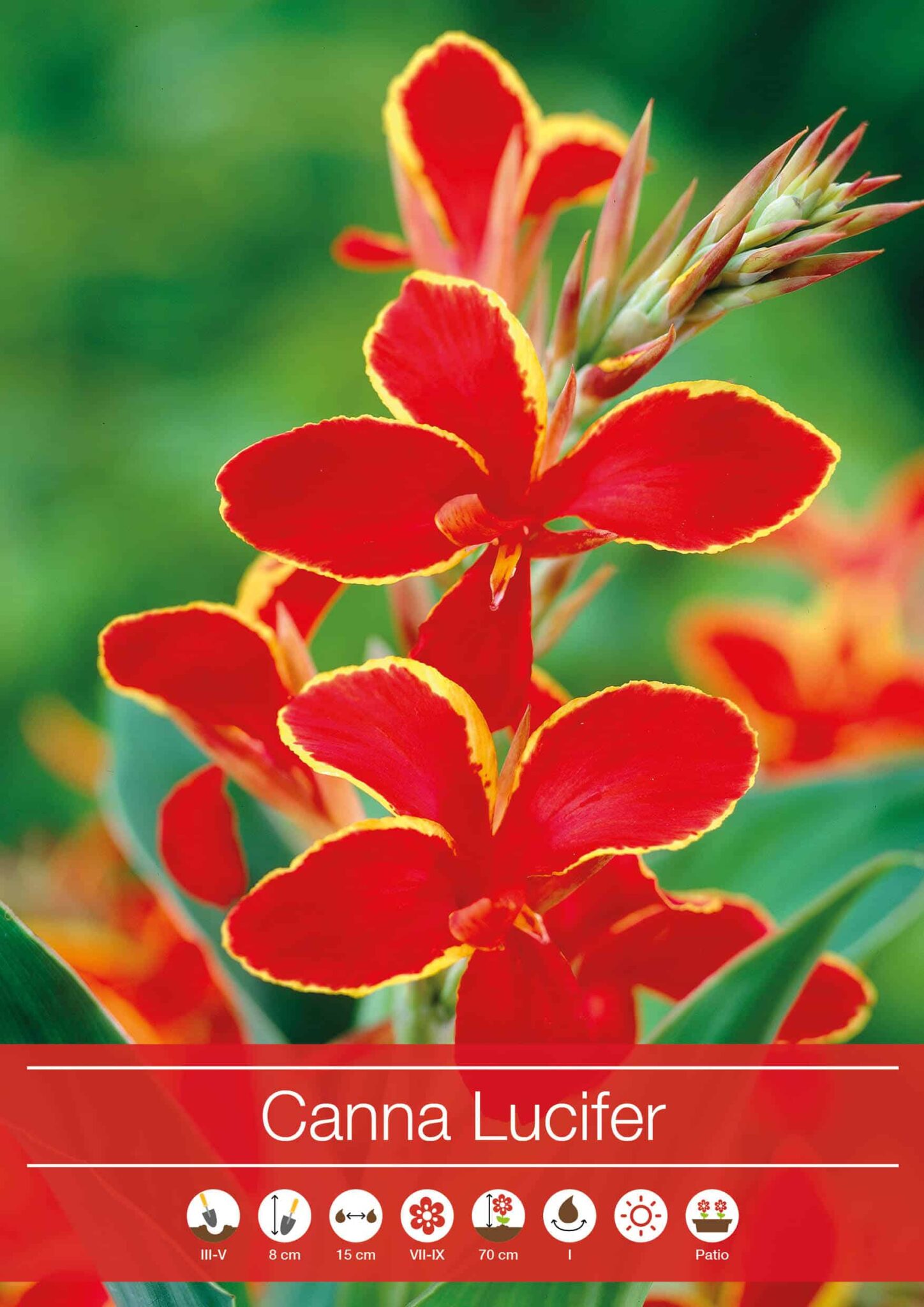 Canna Lucifer