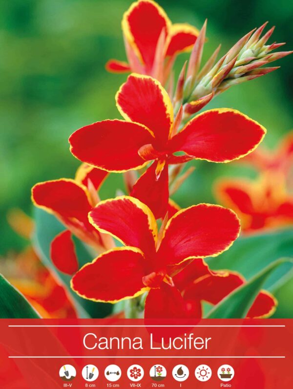 Canna Lucifer