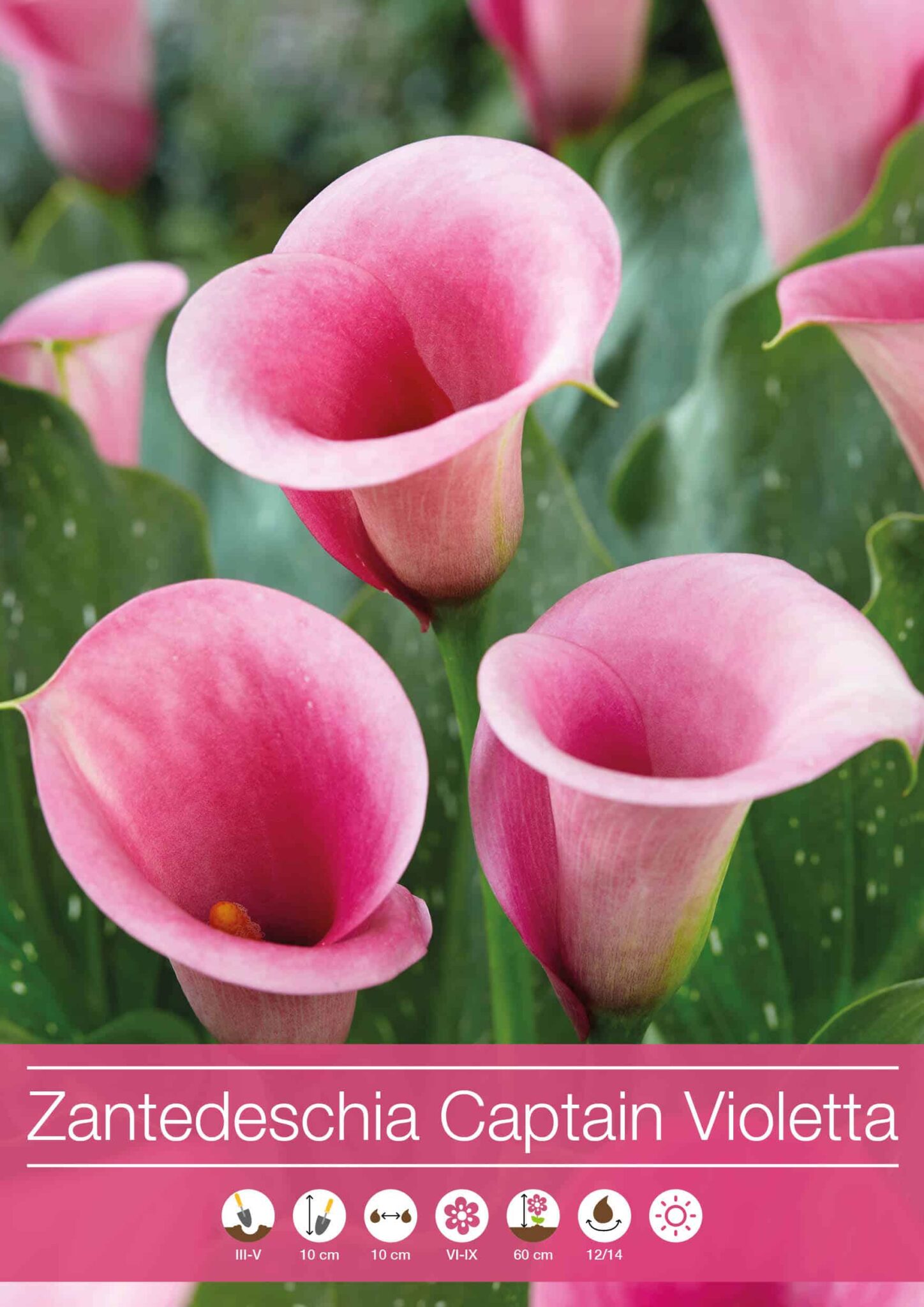 Zantedeschia Captain Violetta