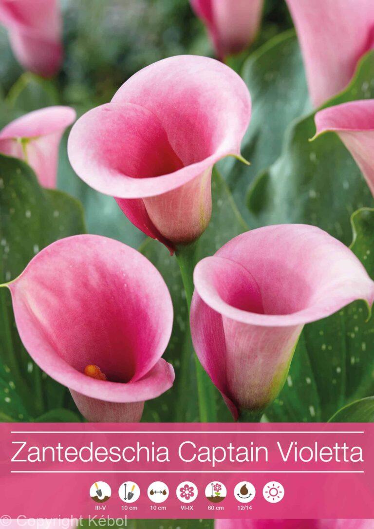 Zantedeschia Captain Violetta