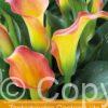 Zantedeschia Captain Lido