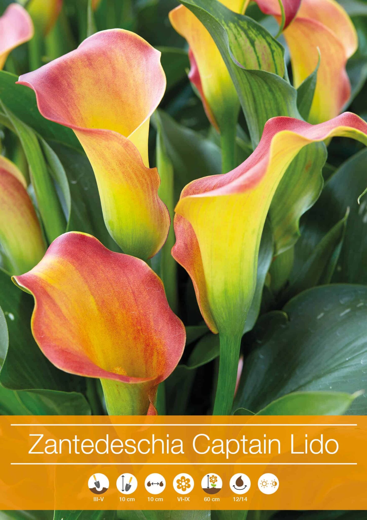 Zantedeschia Captain Lido